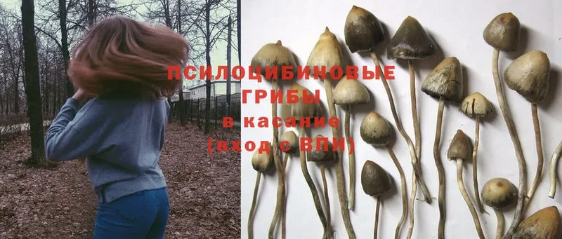 Псилоцибиновые грибы Cubensis  цена   Кудрово 